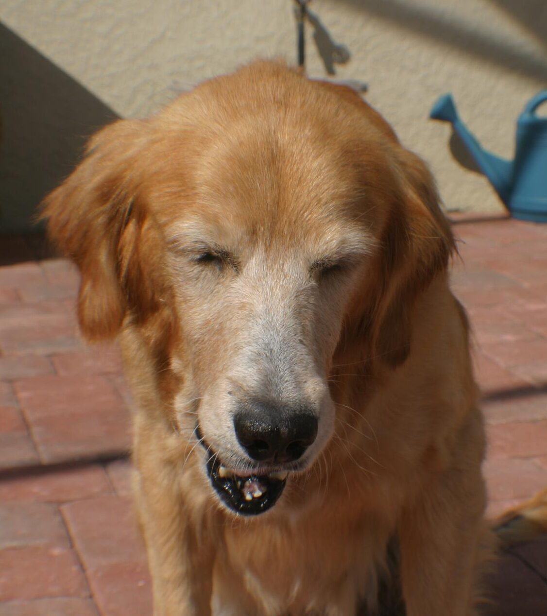 Bella