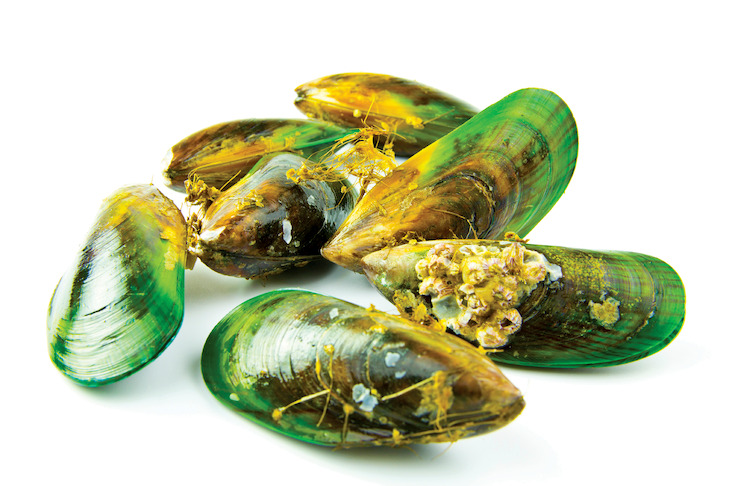New Zealand Green Lipped Mussel Oil.