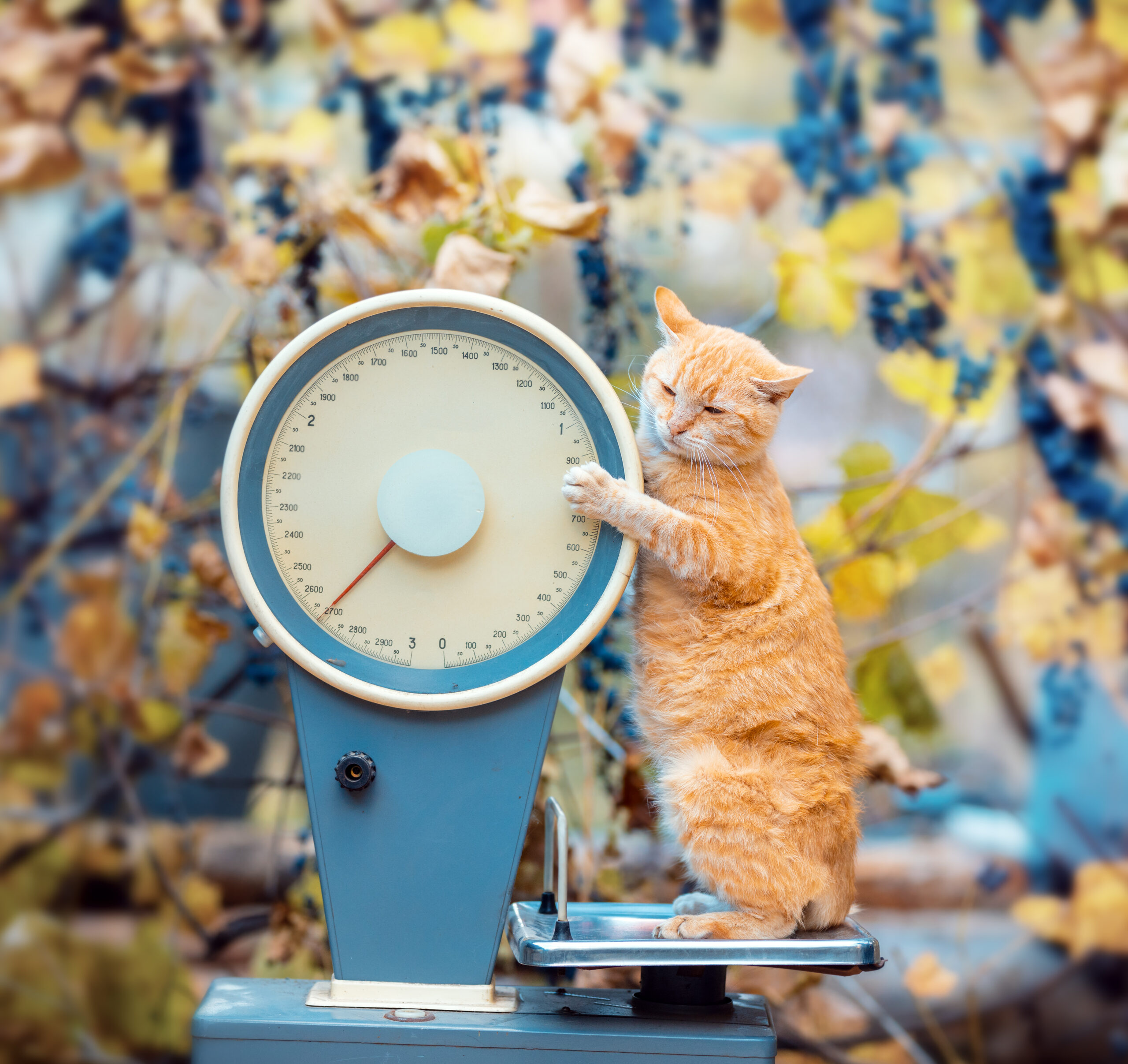 Health Risks of Obesity and Overweight Cats