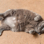 Health Risks of Obesity and Overweight Cats