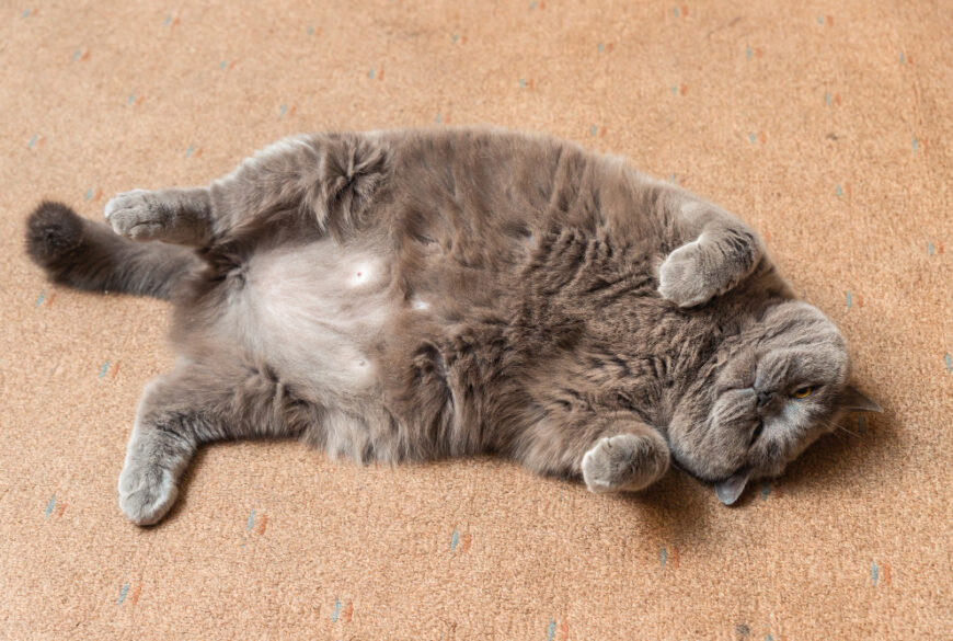 Health Risks of Obesity and Overweight Cats