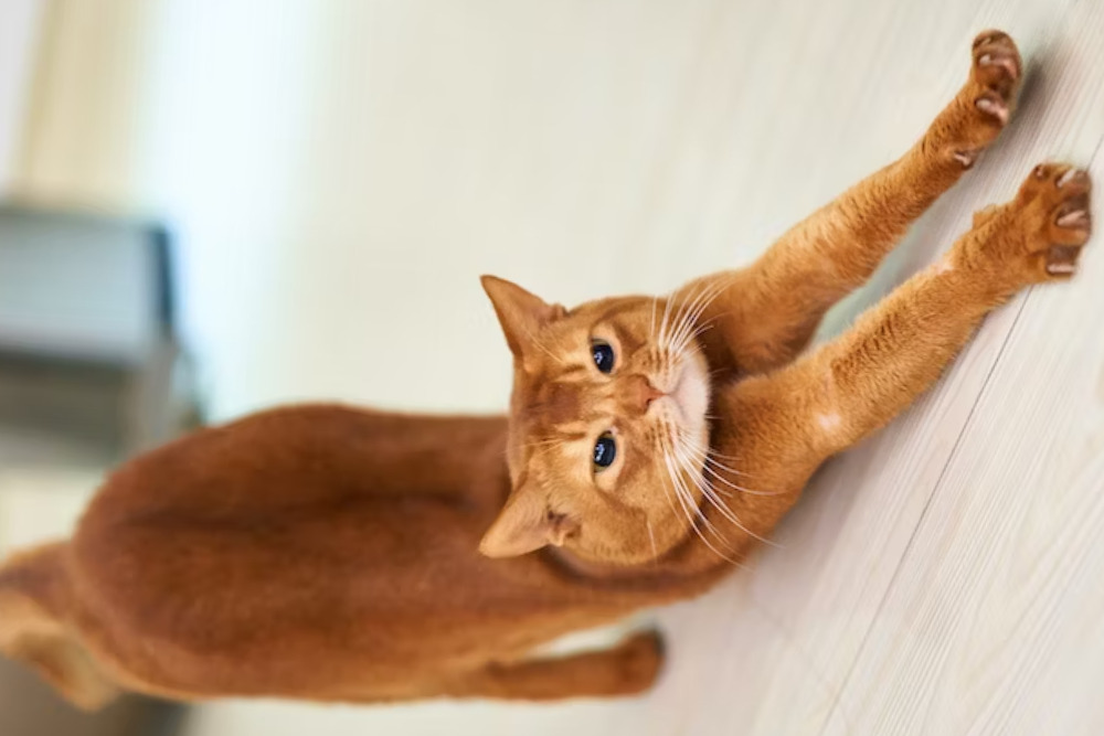 The Purr-fect Path to Feline Health A Comprehensive Guide to Cat Care