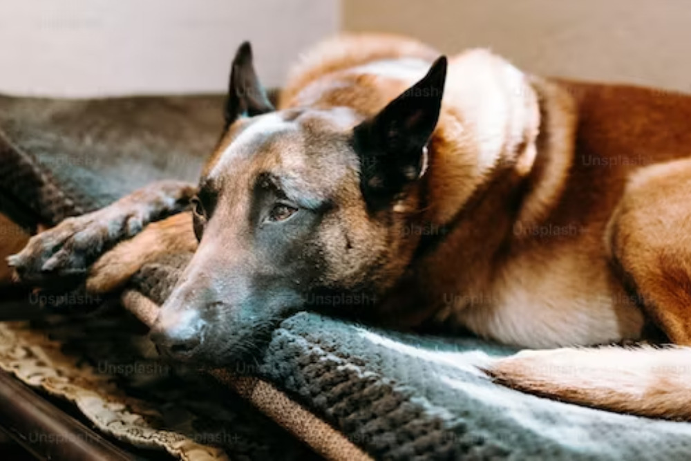 German Shepherd Health Issues An Overview and warning signs