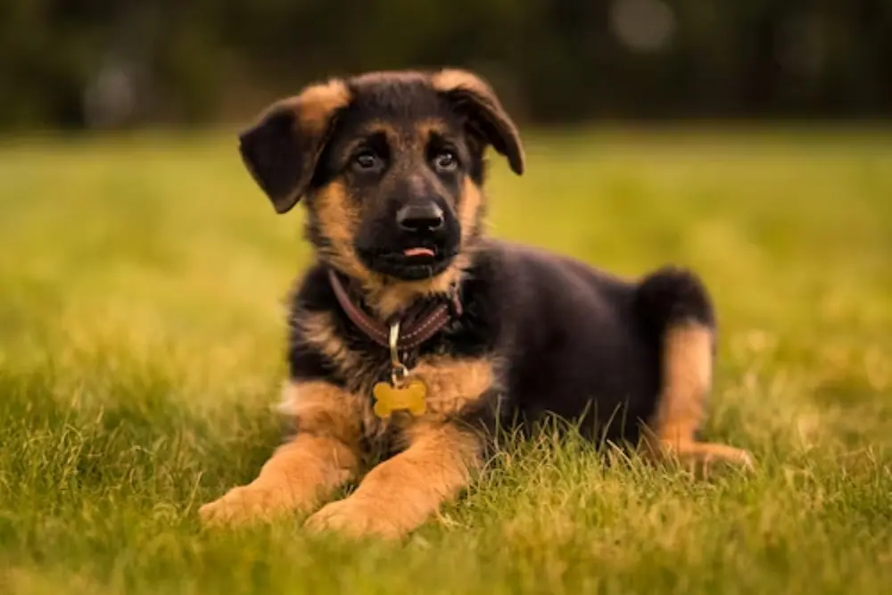 German Shepherd Puppy Health Issues What to Watch Out For