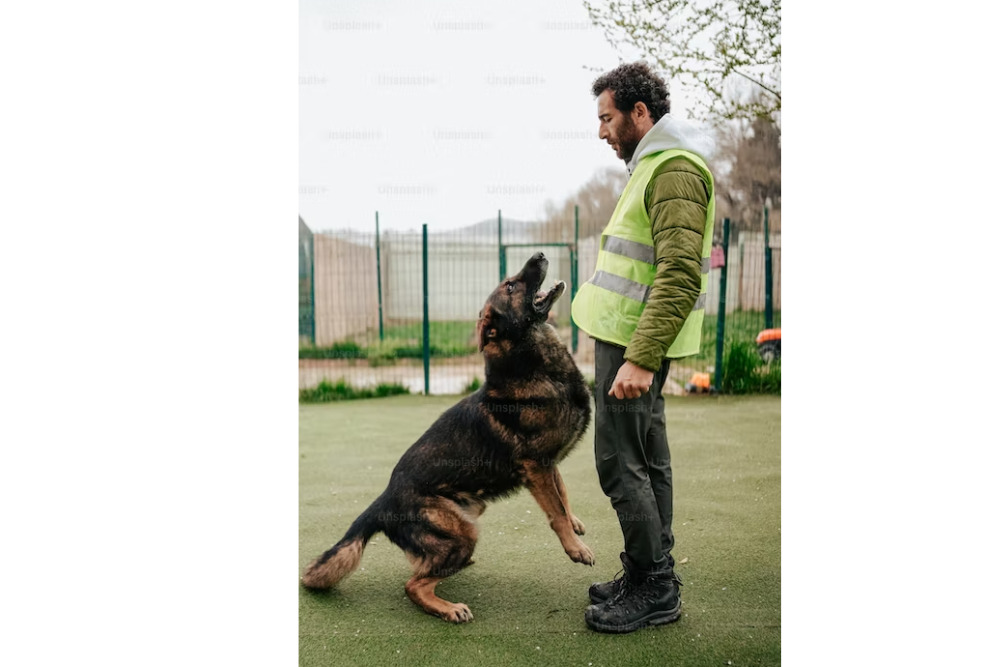 German Shepherd Training and Intelligence