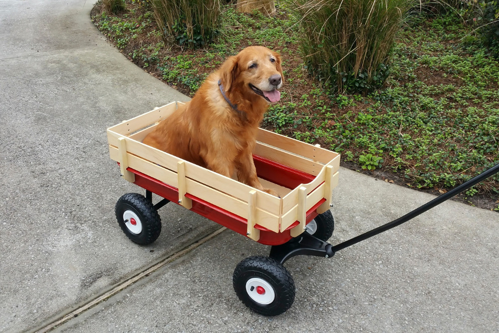 Golden Retriever Health Issues Insights and Strategies for Optimal Well-being