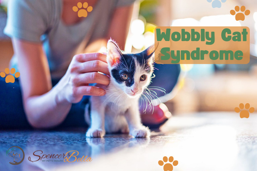Living and Thriving with a Cat Affected by Wobbly Cat Syndrome