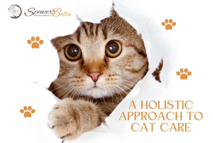 The Purr-fect Path to Feline Health A Comprehensive Guide to Cat Care