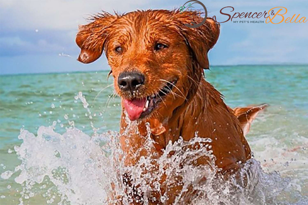 Dive into Water Safety: Essential Tips for Keeping Your Dog Safe