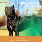 Keeping Your Cane Corso in Top Shape: A Journey to Optimal Health and Nutrition