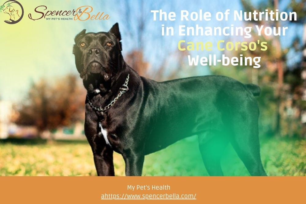 Keeping Your Cane Corso in Top Shape: A Journey to Optimal Health and Nutrition