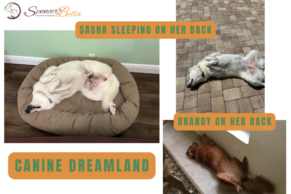Unveiling the Canine Slumber: Decoding the Whimsical World of Dogs Sleeping on Their Backs