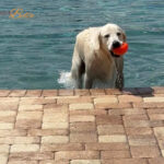 Dive into Water Safety: Essential Tips for Keeping Your Dog Safe