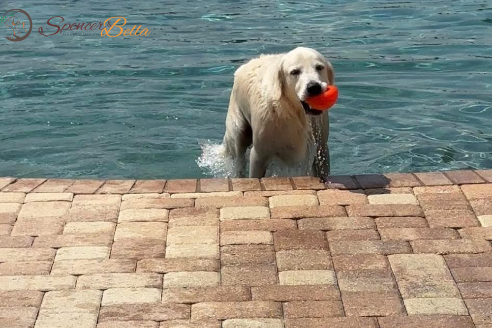 Dive into Water Safety: Essential Tips for Keeping Your Dog Safe