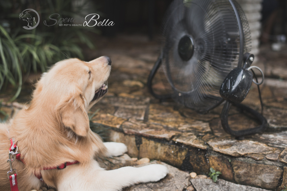 Beat the Heat: Essential Tips for Dealing with Heat Stroke in Dogs and Cats