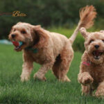 Cavapoo: A Guide to Their Health and Well-Being