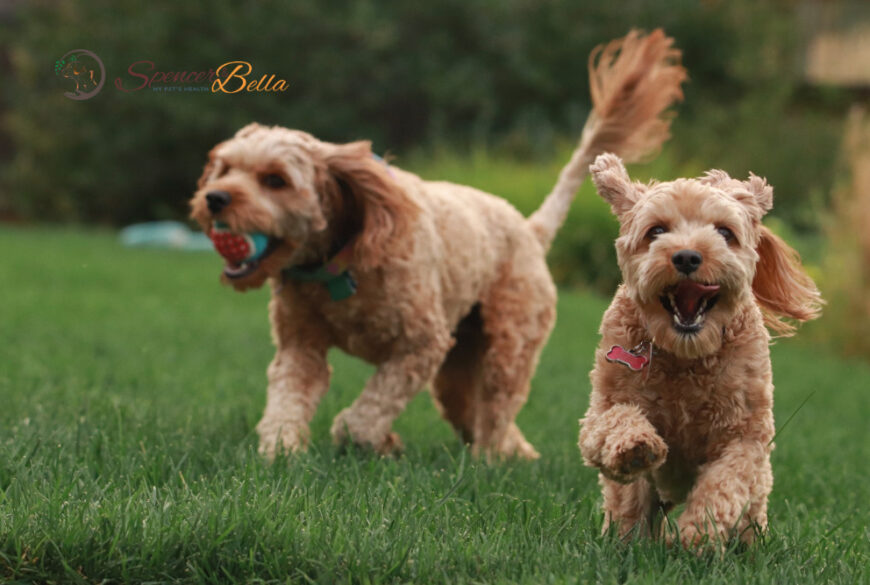 Cavapoo: A Guide to Their Health and Well-Being