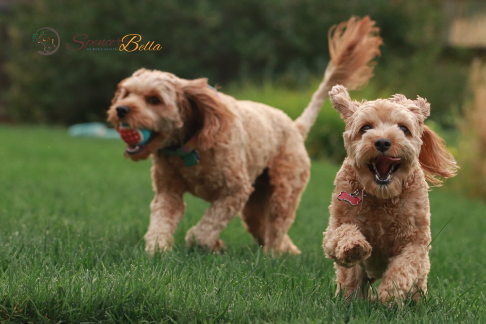 Cavapoo: A Guide to Their Health and Well-Being