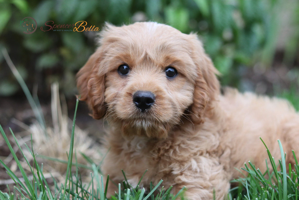 Cavapoo breeder puppy