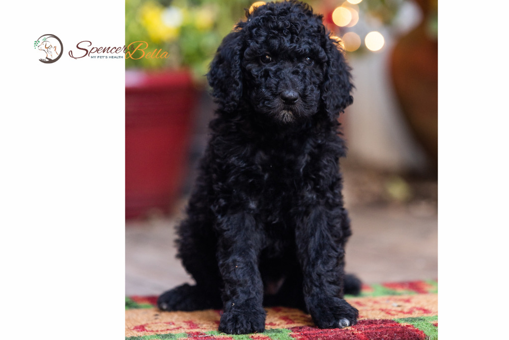 cavapoo health concerns
