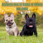 French Bulldog Lifespan: Unraveling the Secrets to a Long and Healthy Life