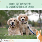 Understanding the Golden Retriever Lifespan: A Comprehensive Guide to Nurturing Their Journey