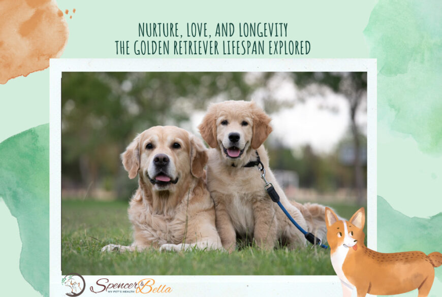 Understanding the Golden Retriever Lifespan: A Comprehensive Guide to Nurturing Their Journey