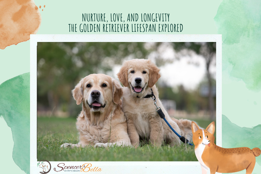 Golden Retriever Lifespan: Age, Life Expectancy & Health Concerns -  Pedigree® Philippines