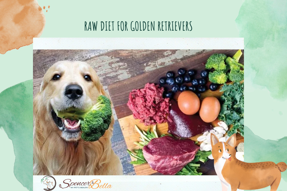 Diet and Nutrition: RAW or KIBBLE - Which is Better for Golden Retrievers?