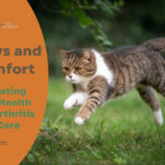 Cat Joint and Arthritis Health: Navigating the Path to Comfort