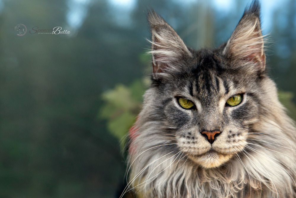 Cat Breeds Predisposed to Arthritis: Navigating Genetic Influences