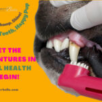 The Ultimate Guide to Dog Teeth Health and Dental Cleaning
