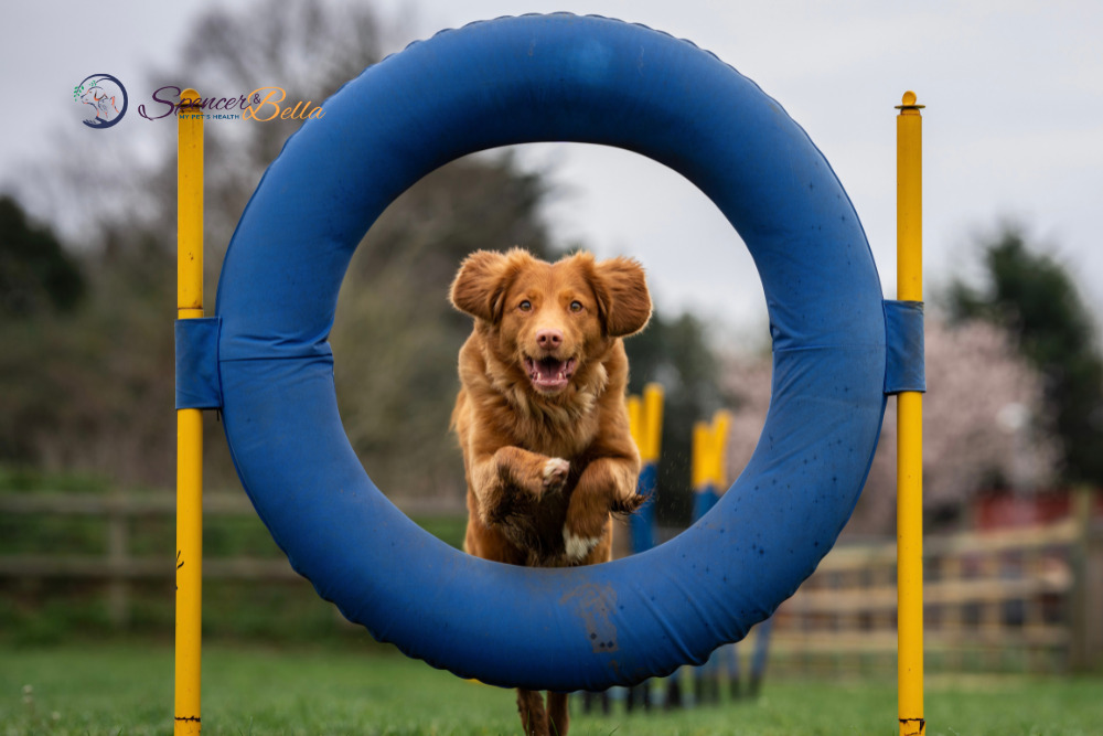 Unleash dog's agility Elevating Performance with Cellular BOOST and Essential OMEGAS