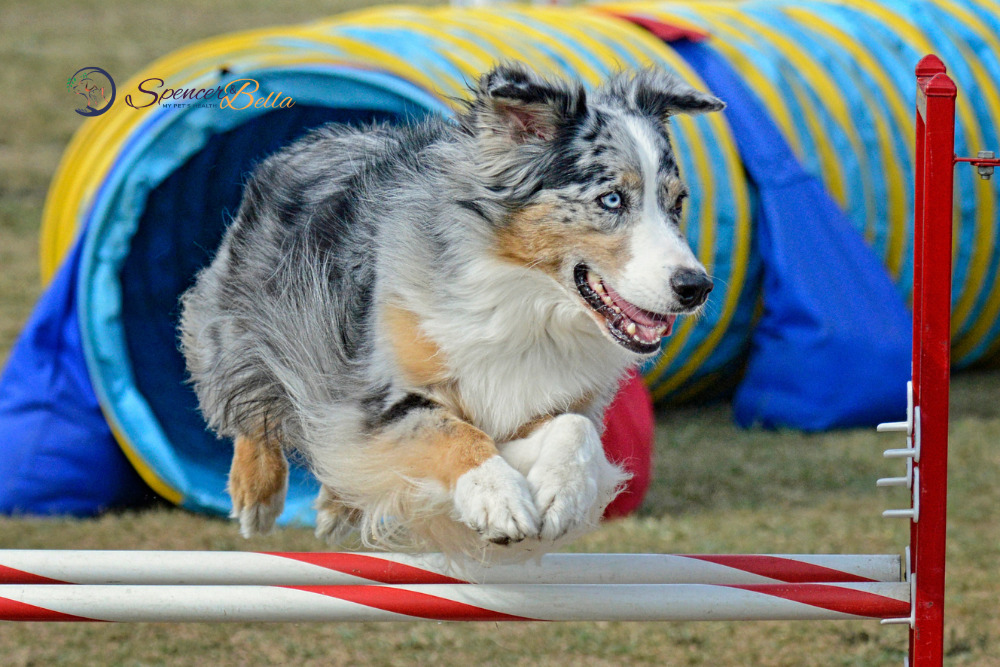 dogs agility