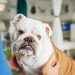 Recognizing and Managing Congestive Heart Failure in Canines