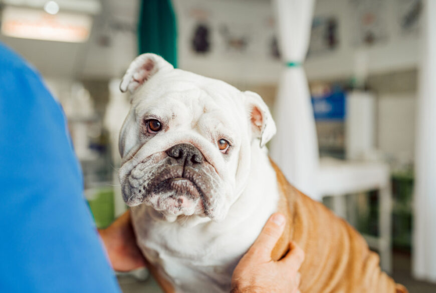 Recognizing and Managing Congestive Heart Failure in Canines