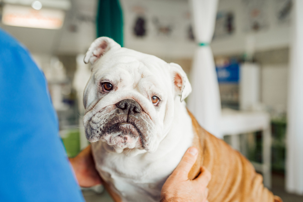 Recognizing and Managing Congestive Heart Failure in Canines