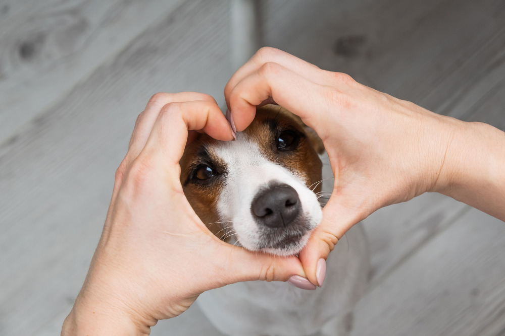 Recognizing and Managing Congestive Heart Failure in Canines