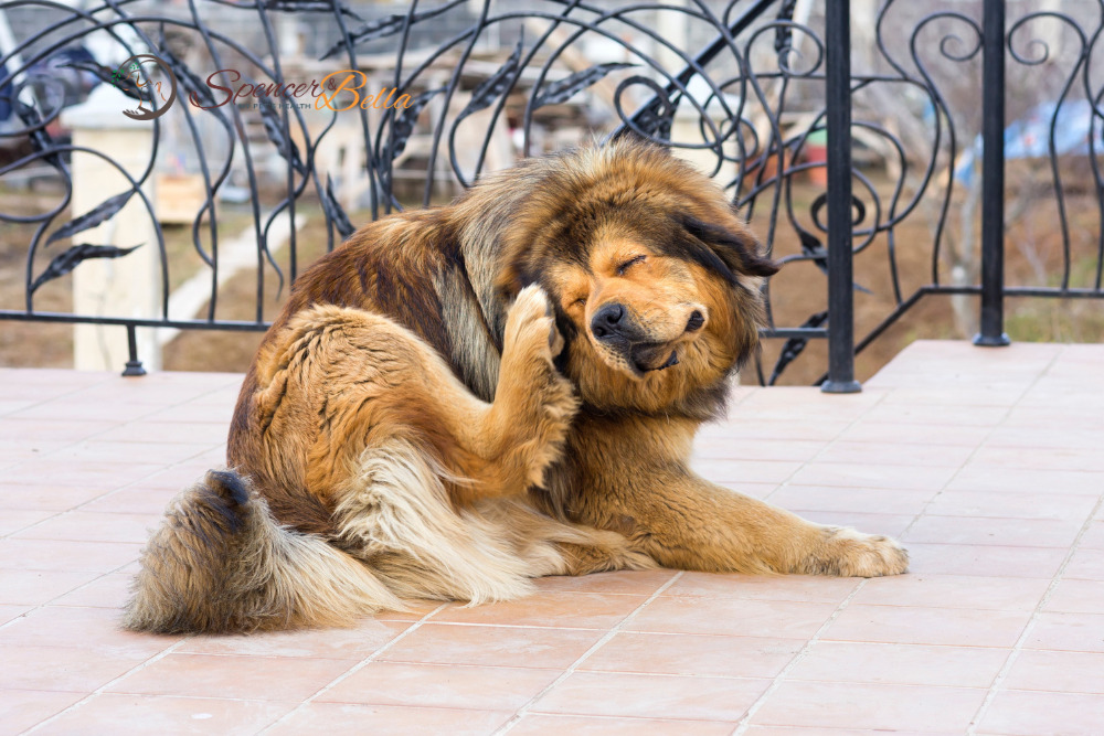 Itchiness in Dogs: A Top Priority for Dog Owners