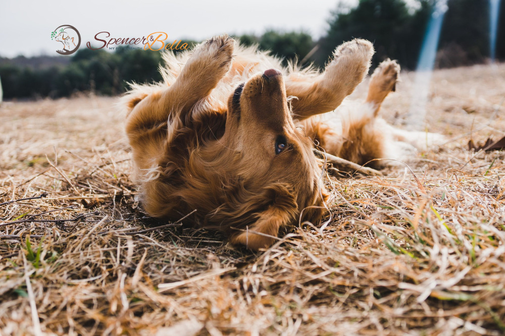 Itchiness in Dogs: A Top Priority for Dog Owners