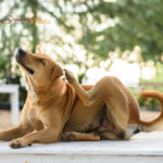 Itchiness in Dogs: A Top Priority for Dog Owners