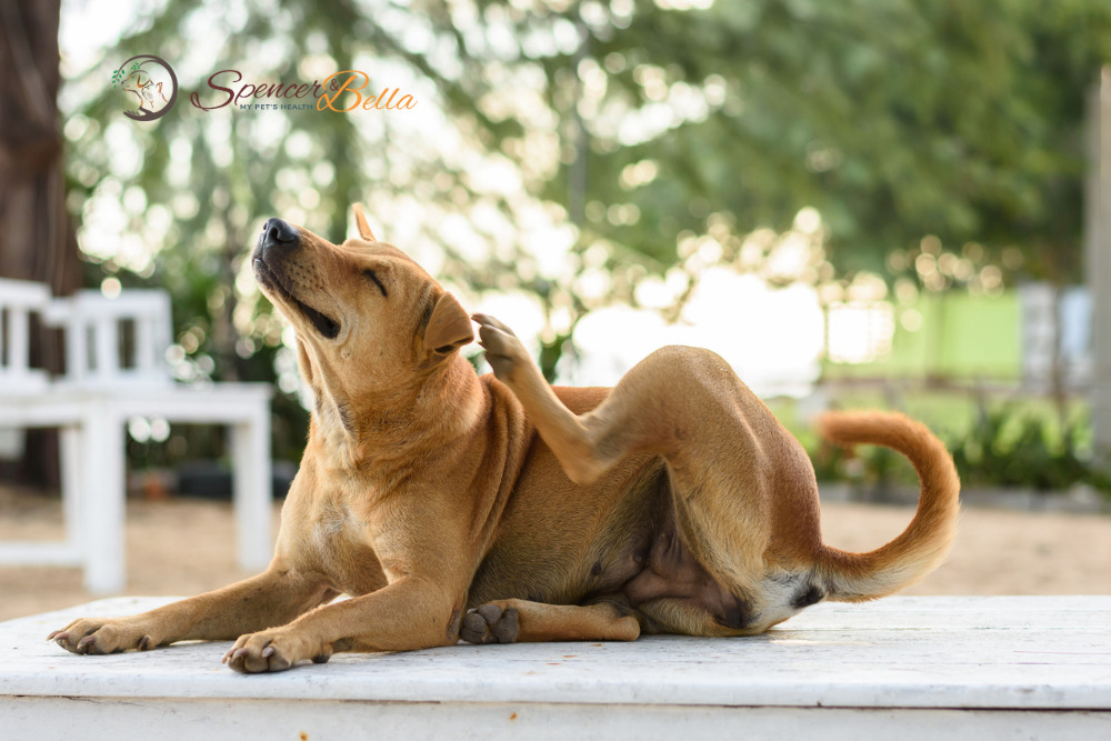 Itchiness in Dogs: A Top Priority for Dog Owners