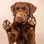 Dogs Paws Health