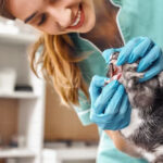 Essentials of Feline Dental Care: Your Ultimate Guide