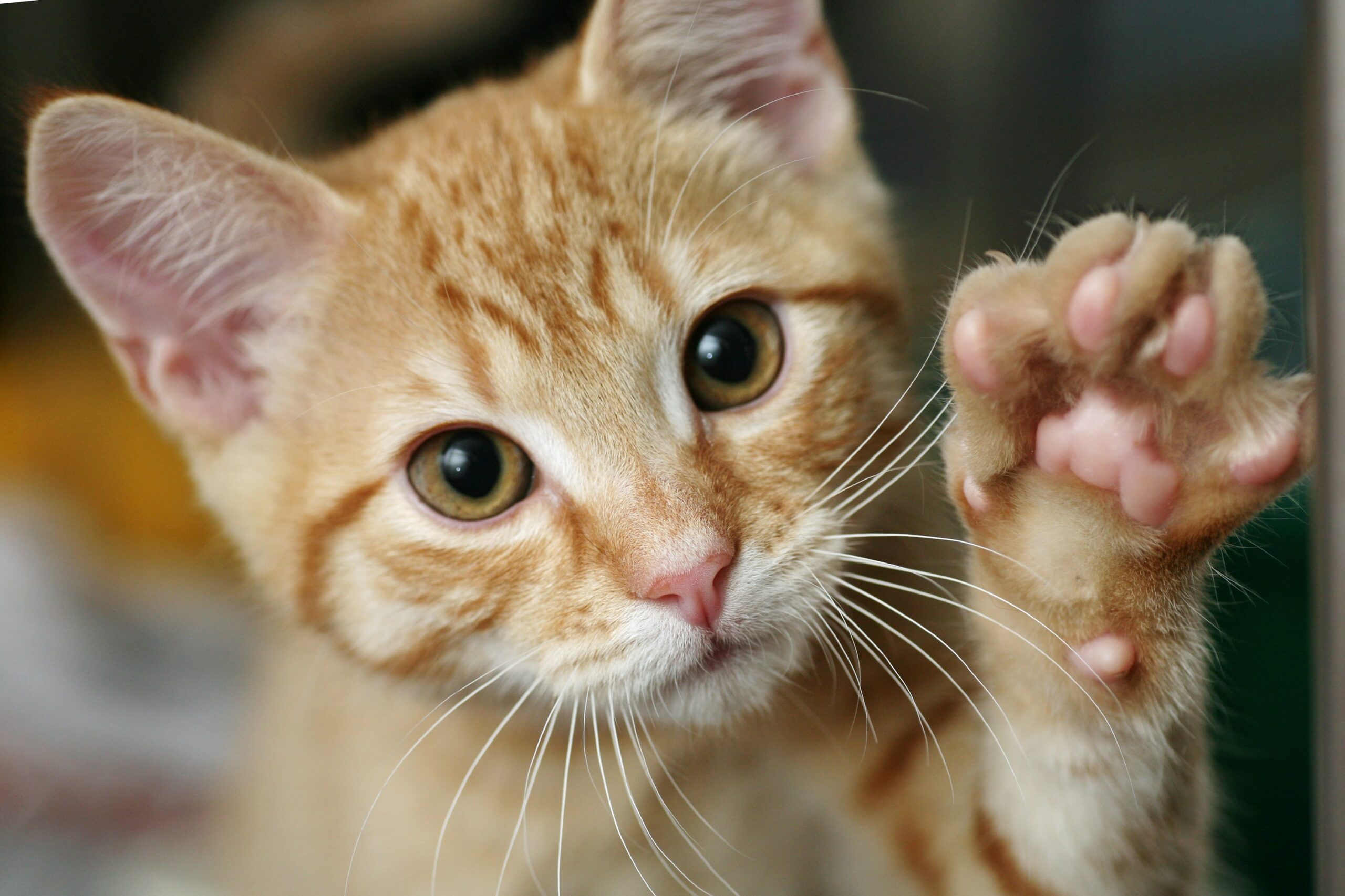 Cats Paw Health