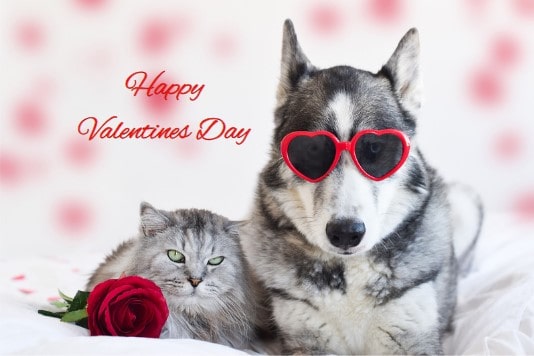 Valentine's Gift: A Healthy Heart for Our Pets