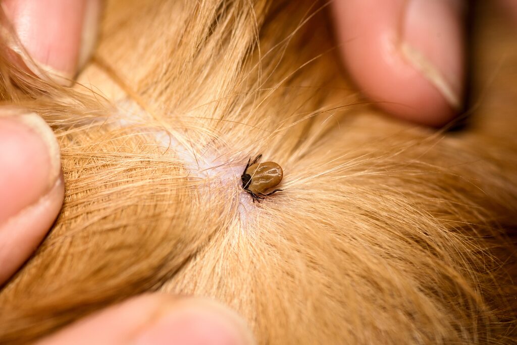 Spring Pet Care: Defending Against Heartworm & Lyme Disease